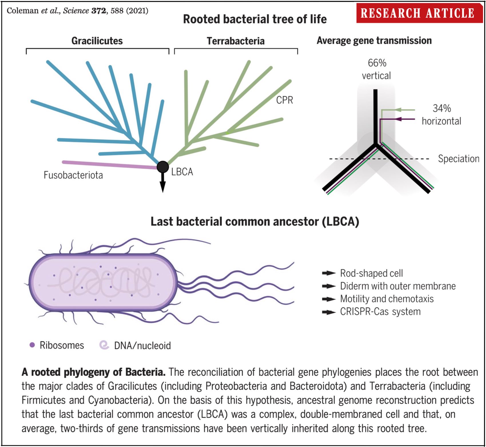 A rooted phylogeny of Bacteria. The reconciliation of bacterial gene phylogenies places the root between the major clades of Gracilicutes (including Proteobacteria and Bacteroidota) and Terrabacteria (including Firmicutes and Cyanobacteria). On the basis of this hypothesis, ancestral genome reconstruction predicts that the last bacterial common ancestor (LBCA) was a complex, double-membraned cell and that, on average, two-thirds of gene transmissions have been vertically inherited along this rooted tree.
